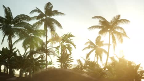 Silhouette-Kokospalmen-Bei-Sonnenuntergang
